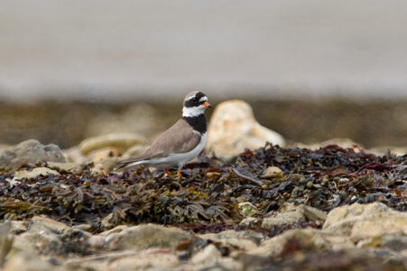 Thumbnail of Ringed Plover